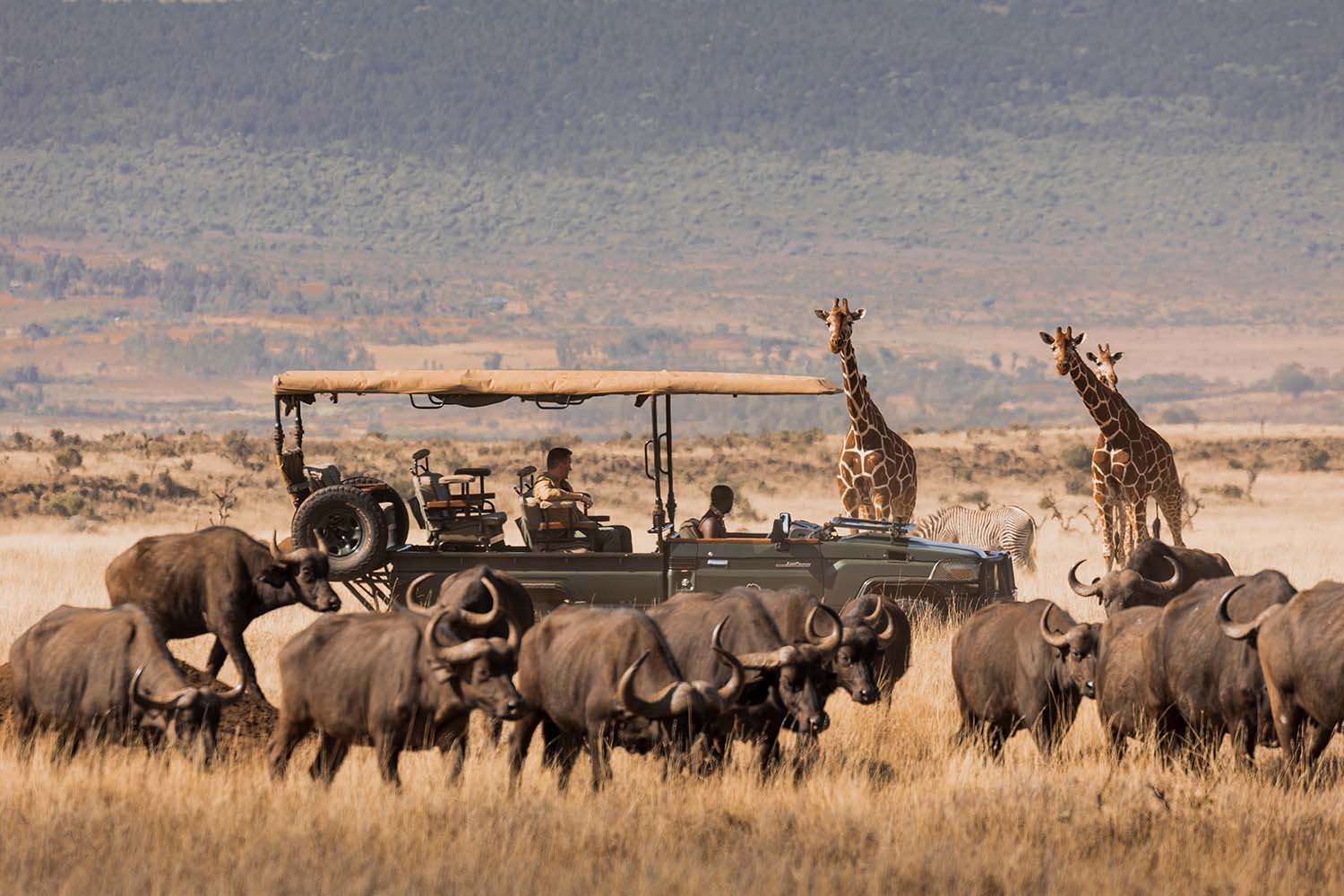 Explore the Lewa Wildlife Conservancy on a Luxurious Safari in Kenya